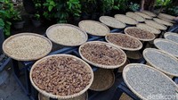 Kopi luwak memiliki keistimewaan tersendiri dari jenis kopi lainnya, karena terbuat hasil fermentasi dari sisa kotoran hewan luwak. Dikhy Sasra/detikcom.  