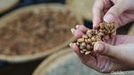 Termahal Sedunia, Begini Lho Kopi Luwak Diolah