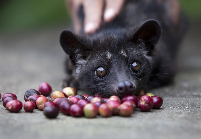 Pamor kopi luwak tersohor ke berbagai negara. Keistimewaan kopi ini tak hanya dari proses pembuatannya, kopi luwak bahkan disebut sebagai kopi termahal di dunia