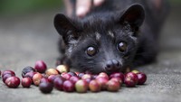 Indonesia dikenal sebagai salah satu negara penghasil kopi dunia. Salah satu kopi andalan Indonesia adalah kopi luwak. Getty Images/Paula Bronstein.