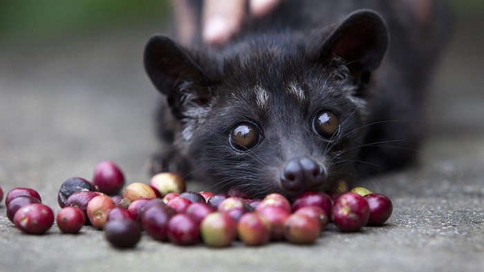Termahal di Dunia, Begini Lho Proses Pembuatan Kopi Luwak Pamor kopi luwak tersohor ke berbagai negara. Keistimewaan kopi ini tak hanya dari proses pembuatannya, kopi luwak bahkan disebut sebagai kopi termahal di dunia
