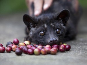 Dari Perut Luwak ke Cangkir, Begini Perjalanan Kopi Luwak yang Mendunia