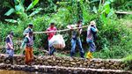 Penampakan Ular Piton 9 Meter yang Dilepasliarkan ke Hutan Riau