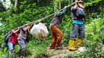 Penampakan Ular Piton 9 Meter yang Dilepasliarkan ke Hutan Riau