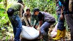 Penampakan Ular Piton 9 Meter yang Dilepasliarkan ke Hutan Riau