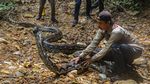 Penampakan Ular Piton 9 Meter yang Dilepasliarkan ke Hutan Riau