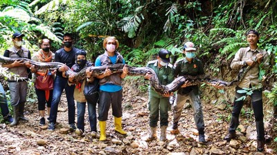 Penampakan Ular Piton 9 Meter yang Dilepasliarkan ke Hutan Riau