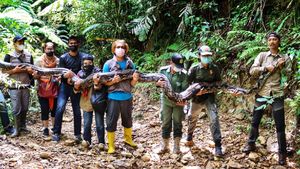 Penampakan Ular Piton 9 Meter yang Dilepasliarkan ke Hutan Riau