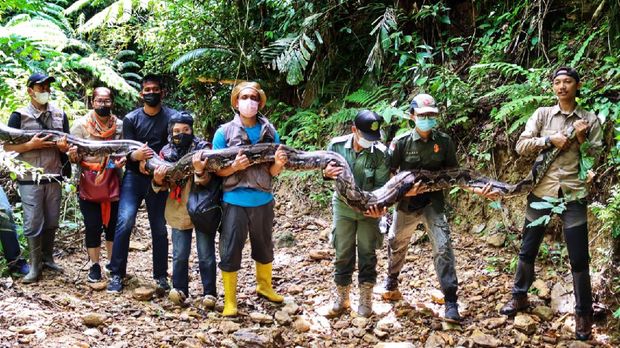 Ular piton yang ditangkap warga di kebun sawit Riau dilepasliarkan ke hutan. Beratnya yang capai 120 kg membuat ular itu diangkut 5 orang saat akan dilepaskan.