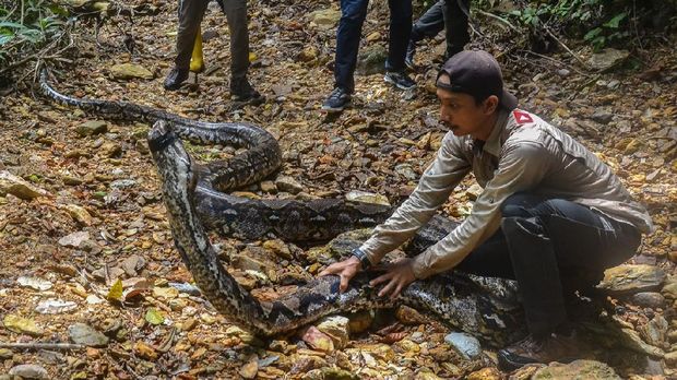 Usai ditagkap warga. Ular piton sepanjang 9 meter  dan berumur 30 tahun dilepasliarkan di hutan Riau