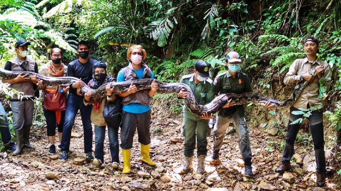 Usai ditagkap warga. Ular piton sepanjang 9 meter  dan berumur 30 tahun dilepasliarkan di hutan Riau
