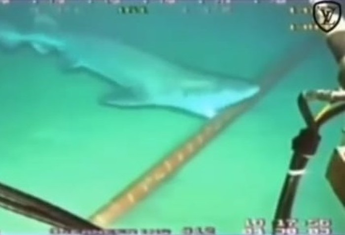 Video hiu gigit kabel bawah laut
