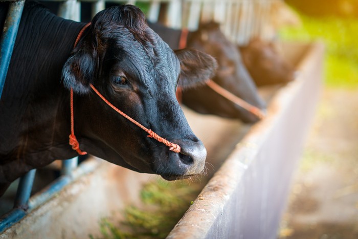 Kenapa Wagyu Harganya Mahal? Ini Kata Chef dan Peternak di Jepang