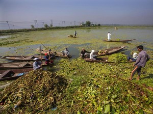 Saat Danau Dal yang Terkenal Indah Dikotori Limbah