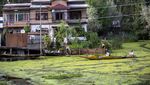 Luntur Pesona Danau Dal karena Limbah