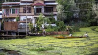 Penelitian dari Universitas Kashmir pada 2016 menemukan, hanya 20 persen air danau yang relatif bersih. Sementara 32 persennya sangat rusak. (Mukhtar Khan/AP)