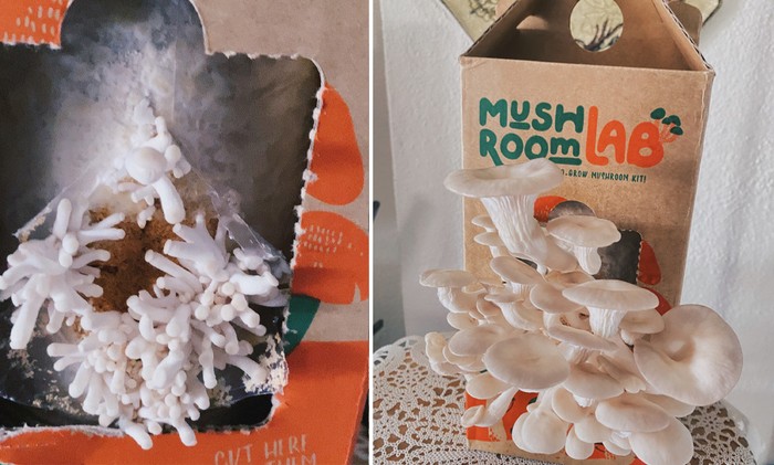Dapat Kado Bibit Jamur Tiram, Wanita Ini Masak Jamur Krispi Hasil Panennya