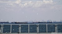 Setelah berdoa,banyak sekali burung Camar Laut yang mengelilingi kapal dan mungkin ini pertanda baik jika ada energi positif.