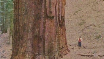 Foto kayu merah. Foto: Reddit via Bored Panda
