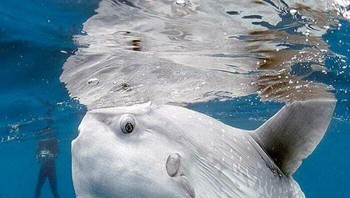 Ikan mola vs manusia. Foto: Reddit via Bored Panda