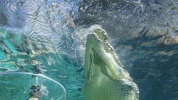 Ada yang berani berenang bareng? Foto: Reddit via Bored Panda