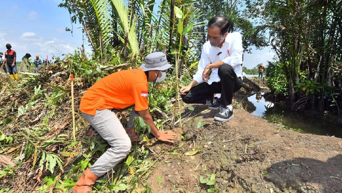Jokowi Jokowi melakukan penanaman mangrove