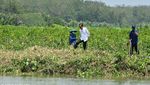 Momen Jokowi Tanam Mangrove-Naik Perahu Seberangi Sungai Sapa Warga Cilacap