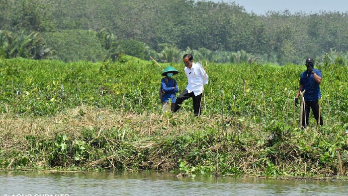 Jokowi Jokowi melakukan penanaman mangrove di Cilacap