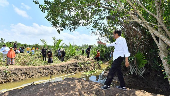 Jokowi melakukan penanaman mangrove di Cilacap