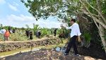 Momen Jokowi Tanam Mangrove-Naik Perahu Seberangi Sungai Sapa Warga Cilacap