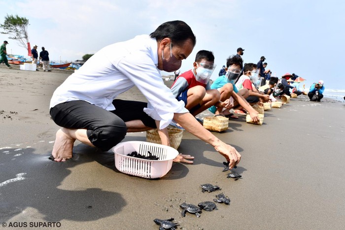 Jokowi Lepas Tukik di Cilacap