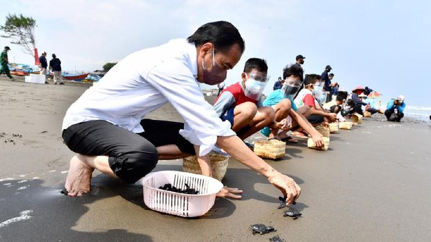 Jokowi Lepas Tukik di Cilacap