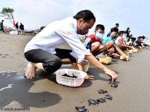 Saat Jokowi Lepas Tukik di Pantai Kemiren