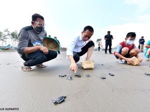 Gaya Jokowi Nyeker-Lepas Tukik Bareng Anak-anak di Pantai Cilacap