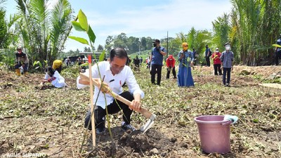 Momen Jokowi Tanam Mangrove-Naik Perahu Seberangi Sungai Sapa Warga Cilacap