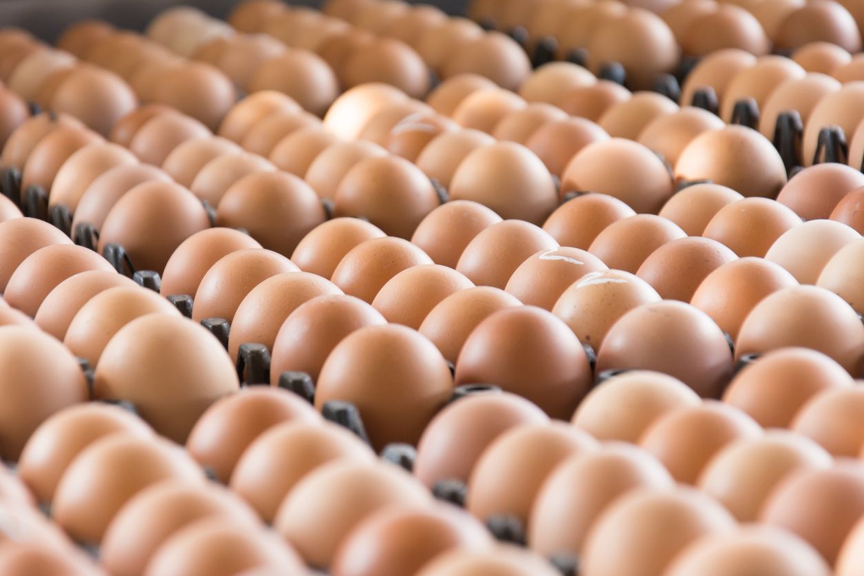 Mumpung Telur Murah, Masak Telur Jadi 5 Olahan Enak dan Tahan Lama Ini