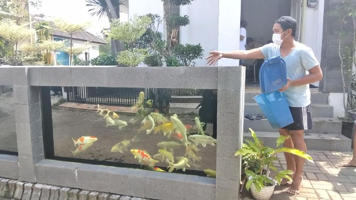 Desain Pagar Rumah Kolam Ikan Koi Warga Malang Habiskan Puluhan Juta Rupiah