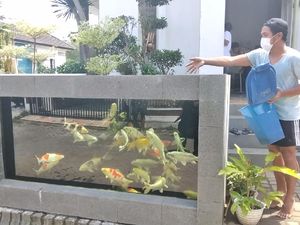 Desain Pagar Rumah Kolam Ikan Koi Warga Malang Habiskan Puluhan Juta Rupiah