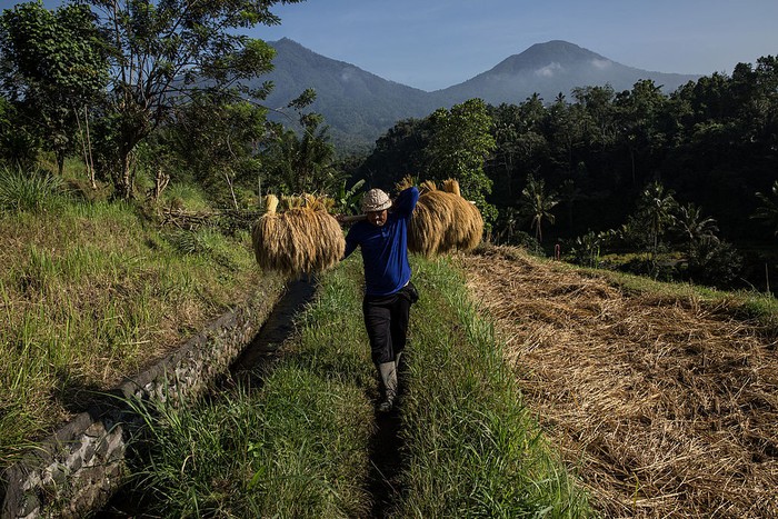 JATILUWIH, BALI, INDONESIA - JUNE 19:  A farmer spreads paddy stalks to be dried under the sunlight during harvest season at Jatiluwih on June 19, 2014 in Tabanan, Bali, Indonesia. Industry Officials and analysts are expecting Indonesia to more than double its rice imports to around 1.5 million tons in 2014 from an estimated 700,000 tons imported in 2013 ahead of a general election and El Nino looms on the horizon which could lead into drought and lack of rainfall. Jatiluwih is famous for its well-maintained terraced rice fields and functioning subak traditional irrigation system. UNESCO has recognized it as one of the worlds heritage sites. (Photo by Agung Parameswara/Getty Images)