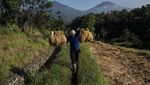 Potret Petani, Berharap Sejahtera di Alam yang Kaya