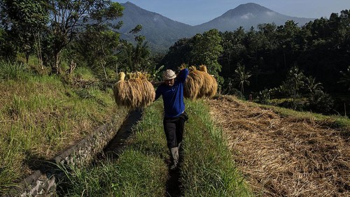 JATILUWIH, BALI, INDONESIA - JUNE 19:  A farmer spreads paddy stalks to be dried under the sunlight during harvest season at Jatiluwih on June 19, 2014 in Tabanan, Bali, Indonesia. Industry Officials and analysts are expecting Indonesia to more than double its rice imports to around 1.5 million tons in 2014 from an estimated 700,000 tons imported in 2013 ahead of a general election and El Nino looms on the horizon which could lead into drought and lack of rainfall. Jatiluwih is famous for its well-maintained terraced rice fields and functioning subak traditional irrigation system. UNESCO has recognized it as one of the worlds heritage sites. (Photo by Agung Parameswara/Getty Images)
