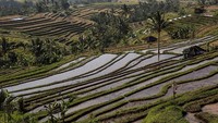 Wapres menegaskan bahwa produksi beras nasional dalam dua tahun terakhir ini sangat menjanjikan. Sampai dengan Minggu III Agustus 2021, stok beras 7,60 juta ton yang tersebar di penggilingan 1,52 juta ton, pedagang 708 ribu ton, Bulog 1,16 juta ton, dan lainnya.  