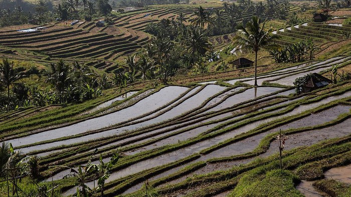 JATILUWIH, BALI, INDONESIA - JUNE 19:  A farmer spreads paddy stalks to be dried under the sunlight during harvest season at Jatiluwih on June 19, 2014 in Tabanan, Bali, Indonesia. Industry Officials and analysts are expecting Indonesia to more than double its rice imports to around 1.5 million tons in 2014 from an estimated 700,000 tons imported in 2013 ahead of a general election and El Nino looms on the horizon which could lead into drought and lack of rainfall. Jatiluwih is famous for its well-maintained terraced rice fields and functioning subak traditional irrigation system. UNESCO has recognized it as one of the worlds heritage sites. (Photo by Agung Parameswara/Getty Images)