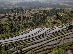 Strategi Pemerintah Hindari Krisis Pangan Gegara El Nino