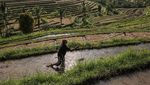 Potret Petani, Berharap Sejahtera di Alam yang Kaya