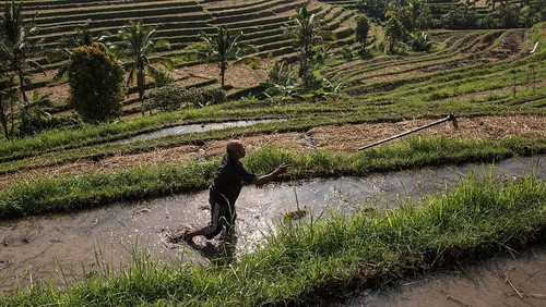 JATILUWIH, BALI, INDONESIA - JUNE 19:  A farmer spreads paddy stalks to be dried under the sunlight during harvest season at Jatiluwih on June 19, 2014 in Tabanan, Bali, Indonesia. Industry Officials and analysts are expecting Indonesia to more than double its rice imports to around 1.5 million tons in 2014 from an estimated 700,000 tons imported in 2013 ahead of a general election and El Nino looms on the horizon which could lead into drought and lack of rainfall. Jatiluwih is famous for its well-maintained terraced rice fields and functioning subak traditional irrigation system. UNESCO has recognized it as one of the worlds heritage sites. (Photo by Agung Parameswara/Getty Images)