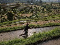 Kemarau Panjang Bikin Produksi Padi di Bali Turun