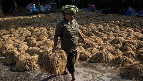 JATILUWIH, BALI, INDONESIA - JUNE 19:  A farmer spreads paddy stalks to be dried under the sunlight during harvest season at Jatiluwih on June 19, 2014 in Tabanan, Bali, Indonesia. Industry Officials and analysts are expecting Indonesia to more than double its rice imports to around 1.5 million tons in 2014 from an estimated 700,000 tons imported in 2013 ahead of a general election and El Nino looms on the horizon which could lead into drought and lack of rainfall. Jatiluwih is famous for its well-maintained terraced rice fields and functioning subak traditional irrigation system. UNESCO has recognized it as one of the worlds heritage sites. (Photo by Agung Parameswara/Getty Images)