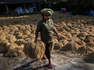 Waspada El Nino! Eks Petinggi WHO Ungkap Dampak Kesehatannya pada Warga RI