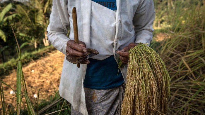 JATILUWIH, BALI, INDONESIA - JUNE 19:  A farmer spreads paddy stalks to be dried under the sunlight during harvest season at Jatiluwih on June 19, 2014 in Tabanan, Bali, Indonesia. Industry Officials and analysts are expecting Indonesia to more than double its rice imports to around 1.5 million tons in 2014 from an estimated 700,000 tons imported in 2013 ahead of a general election and El Nino looms on the horizon which could lead into drought and lack of rainfall. Jatiluwih is famous for its well-maintained terraced rice fields and functioning subak traditional irrigation system. UNESCO has recognized it as one of the worlds heritage sites. (Photo by Agung Parameswara/Getty Images)